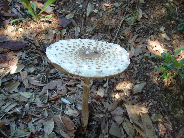 Macrolepiota procera?